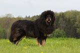 DOGUE DU TIBET 796
